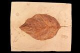 Large Red Fossil Leaf (Aesculus) - Montana #95321-1